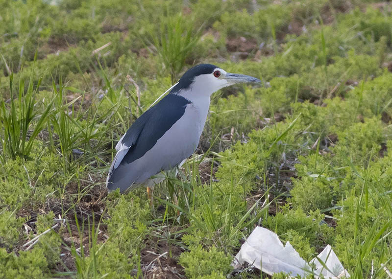 Black-crowned Night-Heron